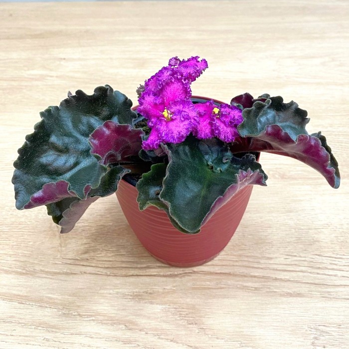 Фиалка (сенполия) махровая лиловая с фиолетовым