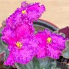 Фиалка (сенполия) махровая лиловая с фиолетовым