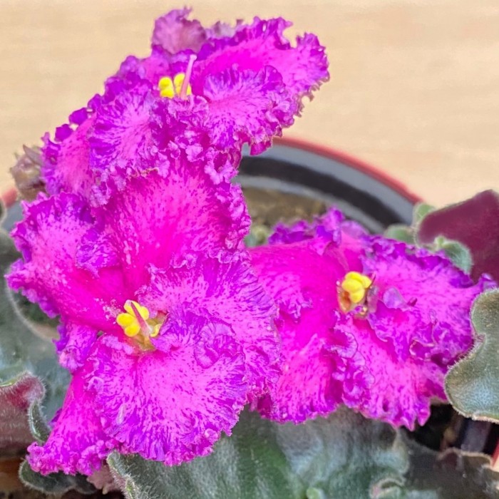 Фиалка (сенполия) махровая лиловая с фиолетовым