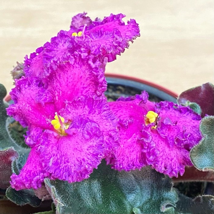 Фиалка (сенполия) махровая лиловая с фиолетовым