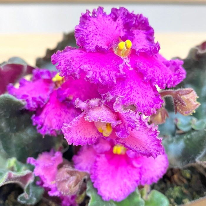 Фиалка (сенполия) махровая лиловая с фиолетовым