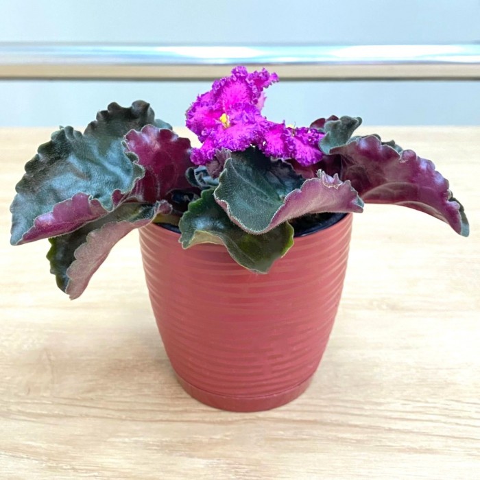 Фиалка (сенполия) махровая лиловая с фиолетовым