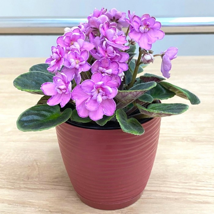 Фиалка (сенполия) махровая розовая