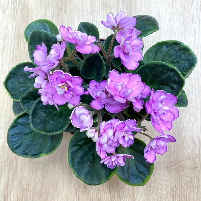 Фиалка (сенполия) махровая розовая