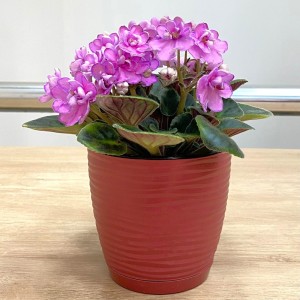 Фиалка (сенполия) махровая розовая