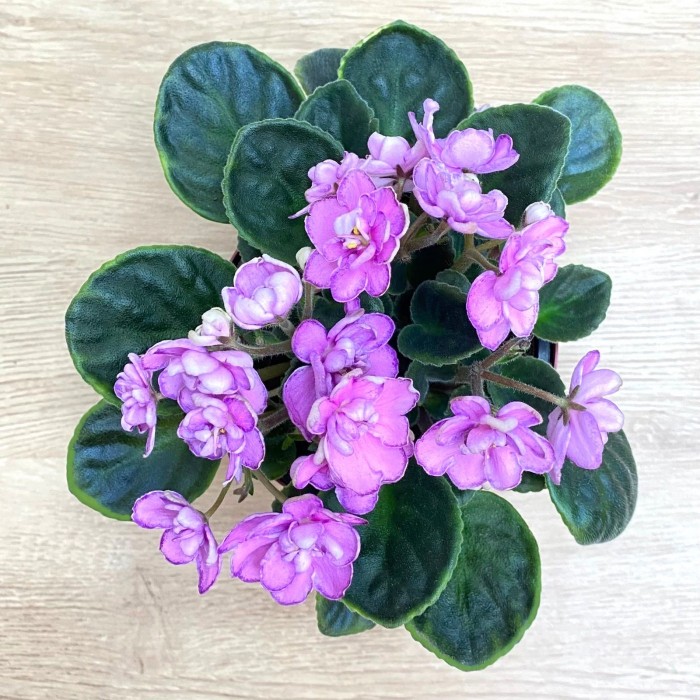 Фиалка (сенполия) махровая розовая