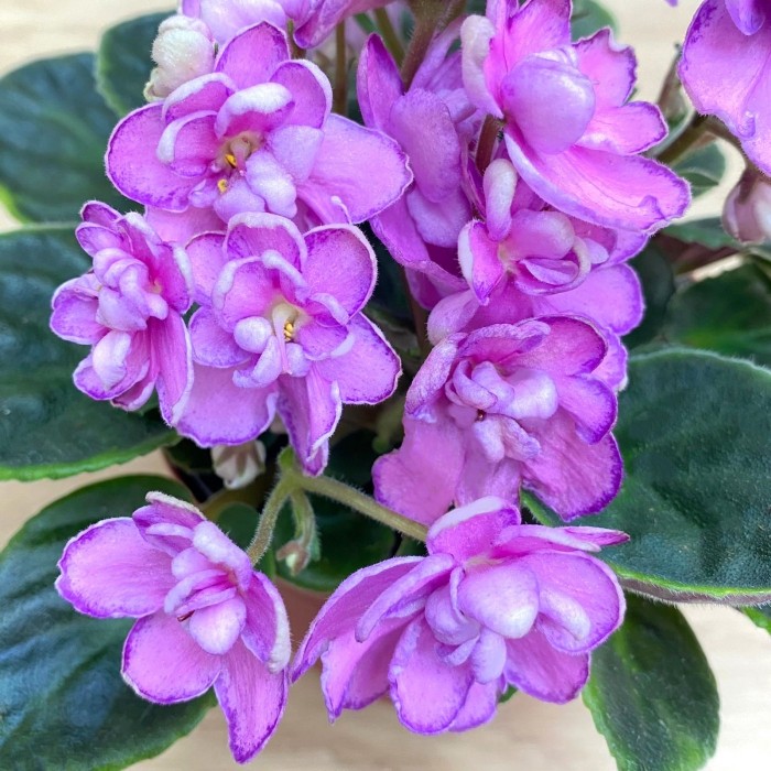 Фиалка (сенполия) махровая розовая