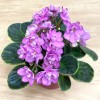 Фиалка (сенполия) махровая розовая