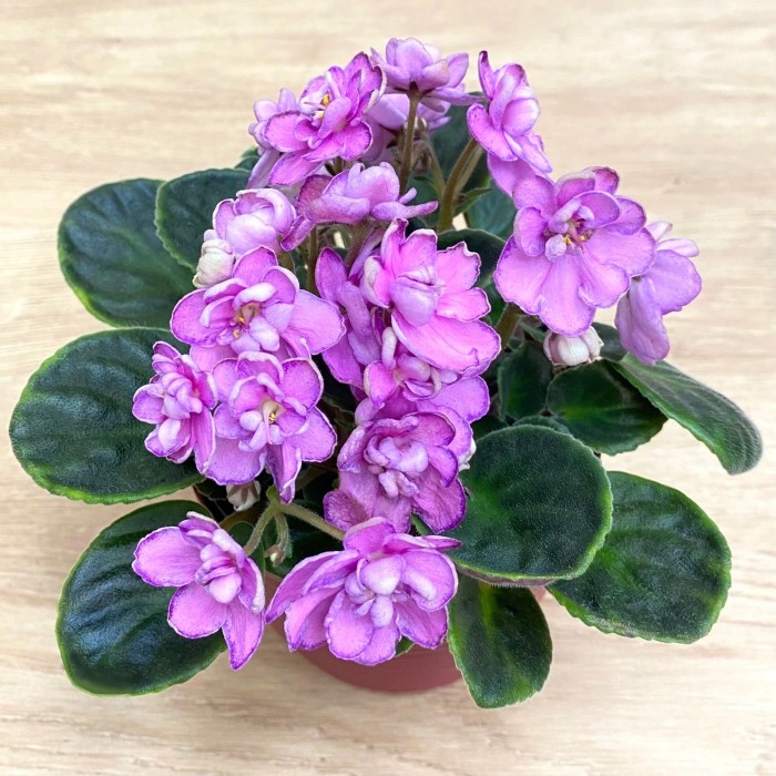 Фиалка (сенполия) махровая розовая