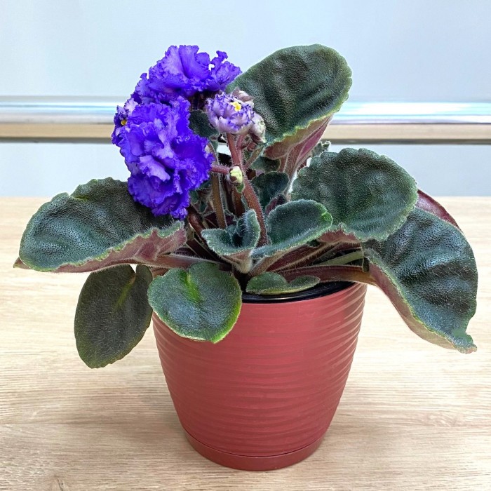 Фиалка (сенполия) махровая синяя