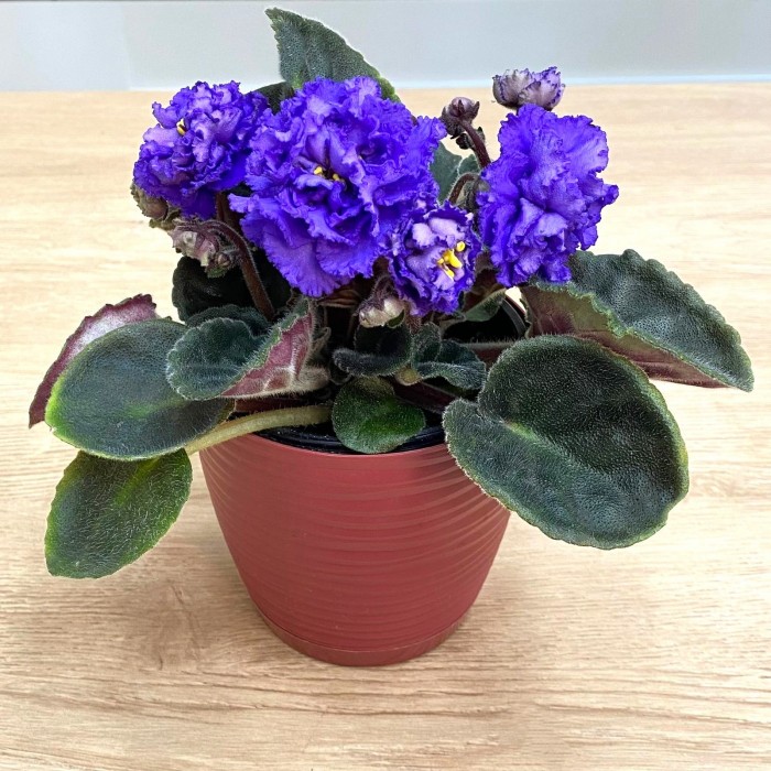 Фиалка (сенполия) махровая синяя