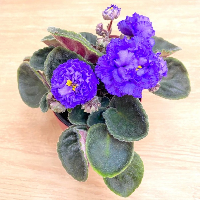 Фиалка (сенполия) махровая синяя