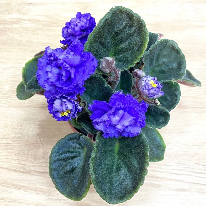 Фиалка (сенполия) махровая синяя
