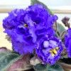Фиалка (сенполия) махровая синяя