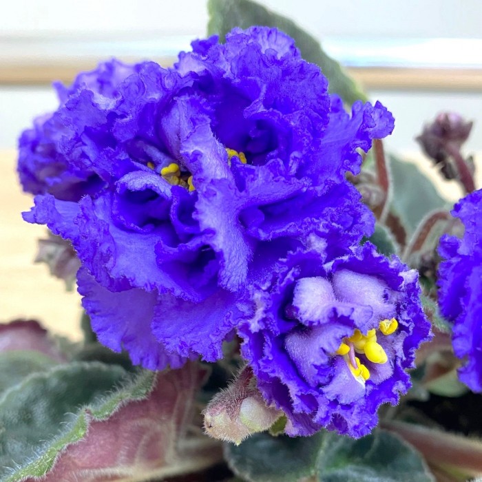 Фиалка (сенполия) махровая синяя