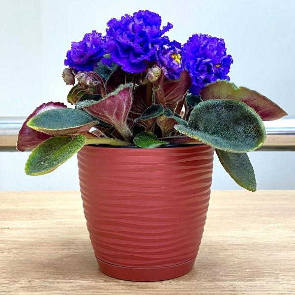 Фиалка (сенполия) махровая синяя