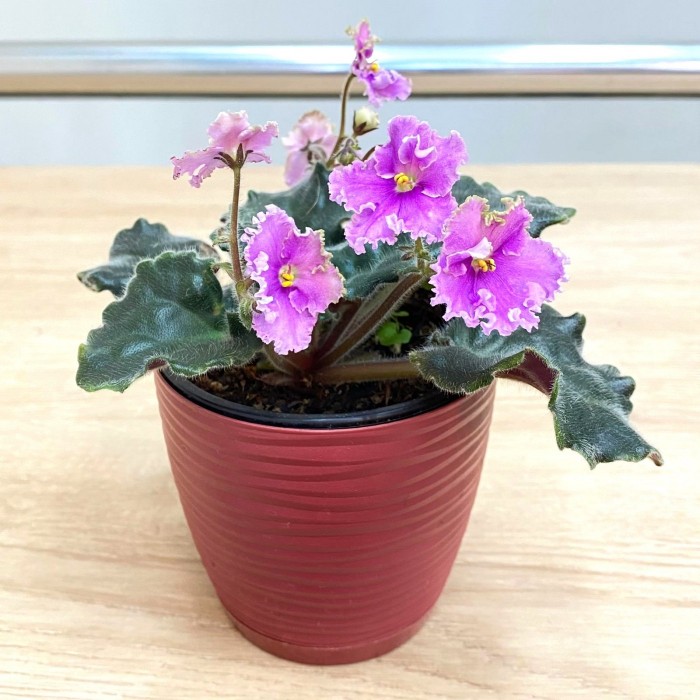 Фиалка (сенполия) махровая светло-лиловая