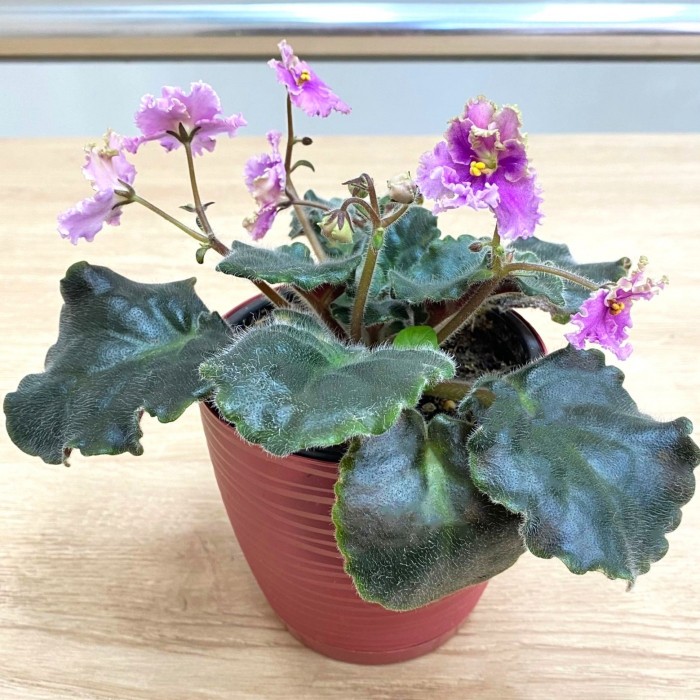 Фиалка (сенполия) махровая светло-лиловая