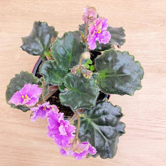 Фиалка (сенполия) махровая светло-лиловая