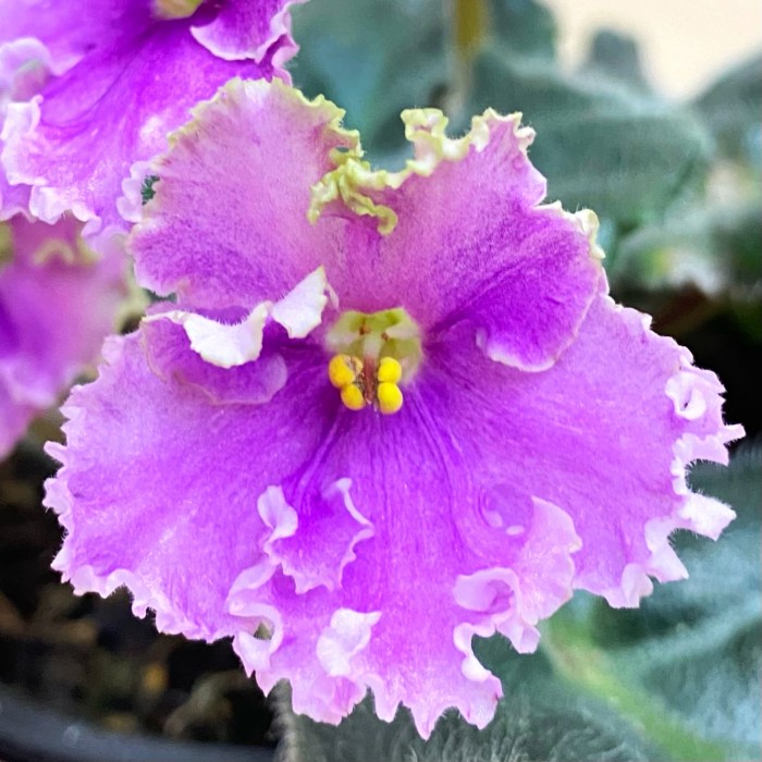 Фиалка (сенполия) махровая светло-лиловая