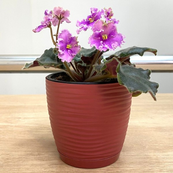 Фиалка (сенполия) махровая светло-лиловая