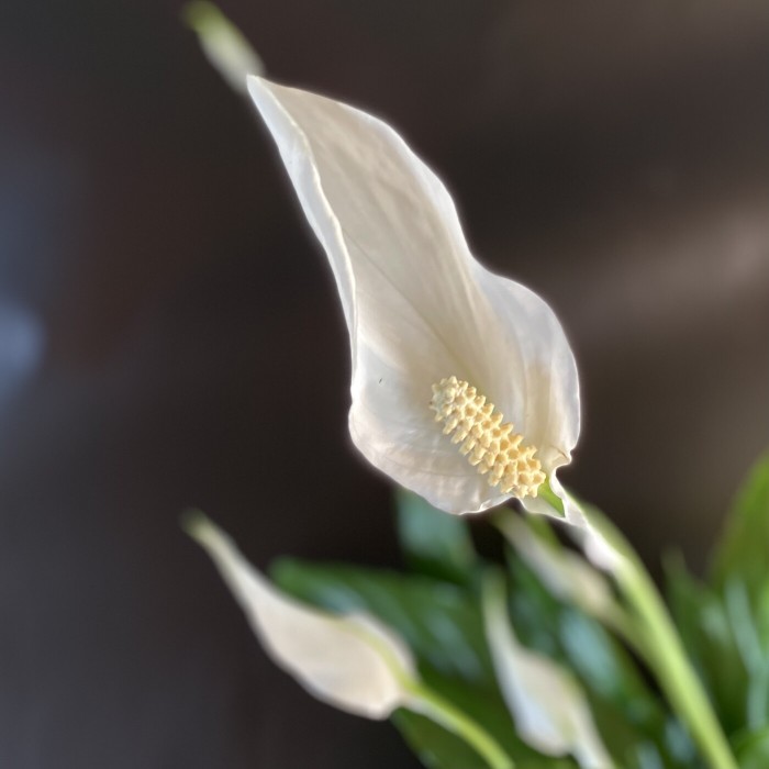 Спатифиллум Свит Чико