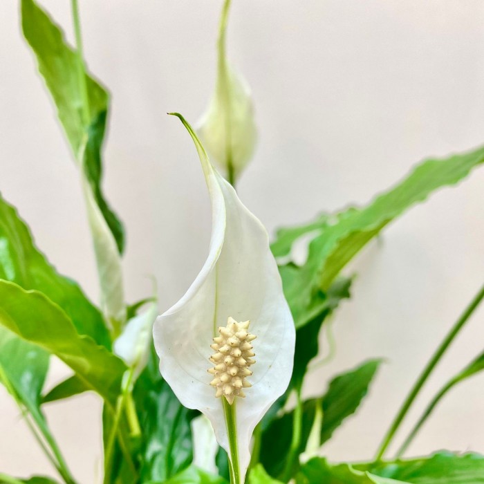 Спатифиллум