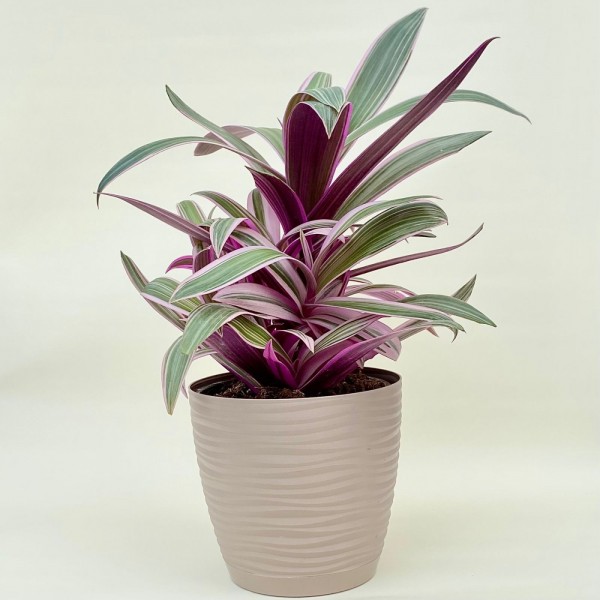 Традесканция многоцветная