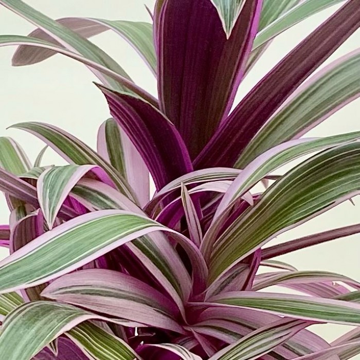 Традесканция многоцветная