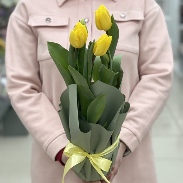 Тюльпаны желтые в горшке