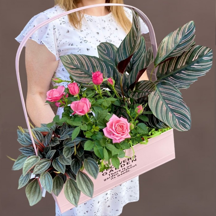 Композиция с пеперомией серебристой