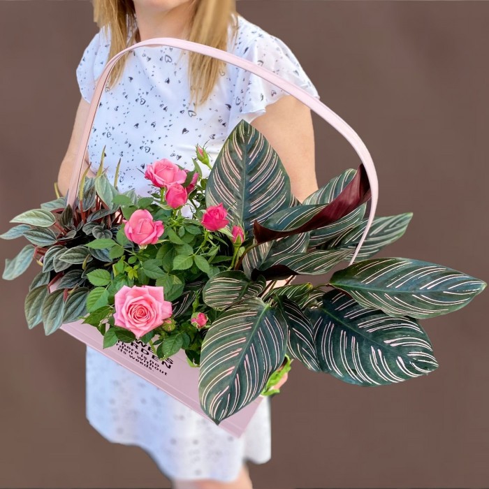 Композиция с пеперомией серебристой