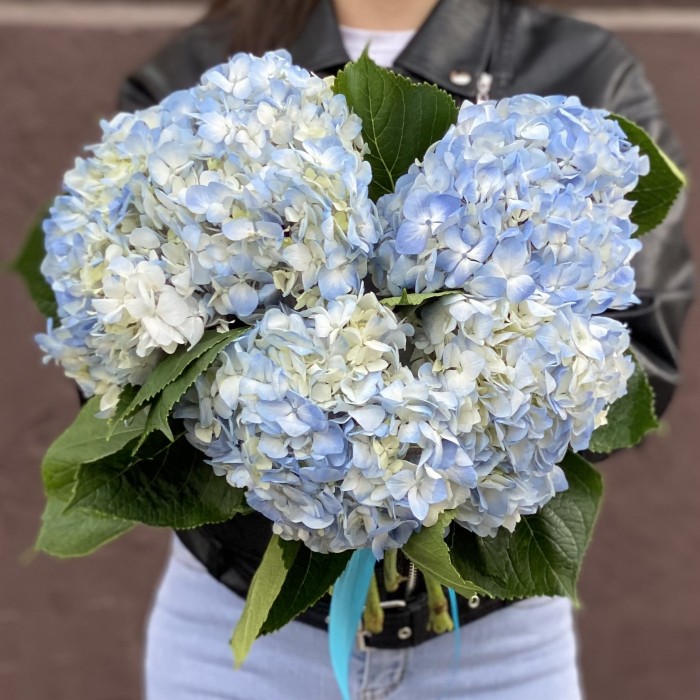 Гортензия голубая