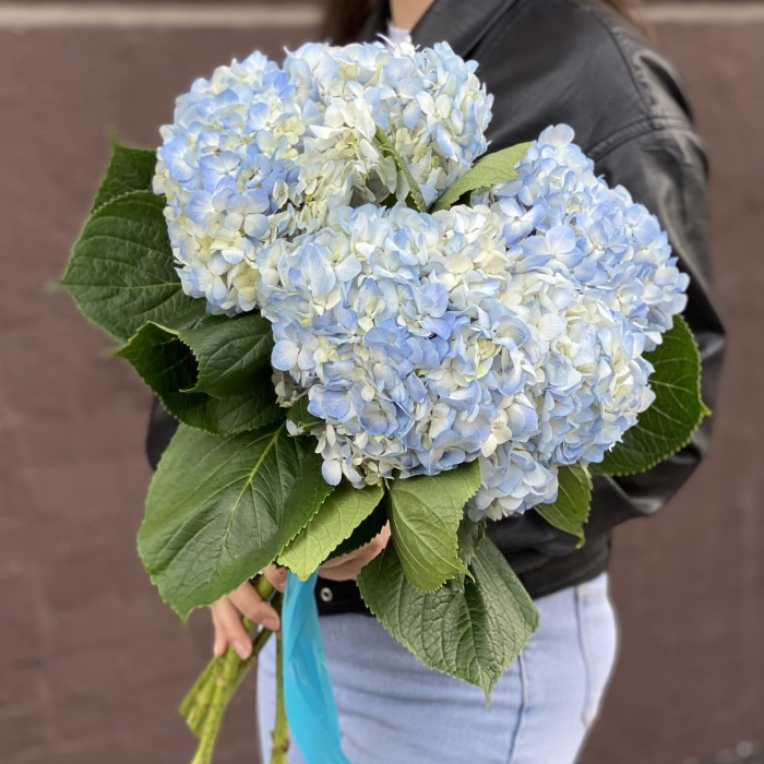 Гортензия голубая