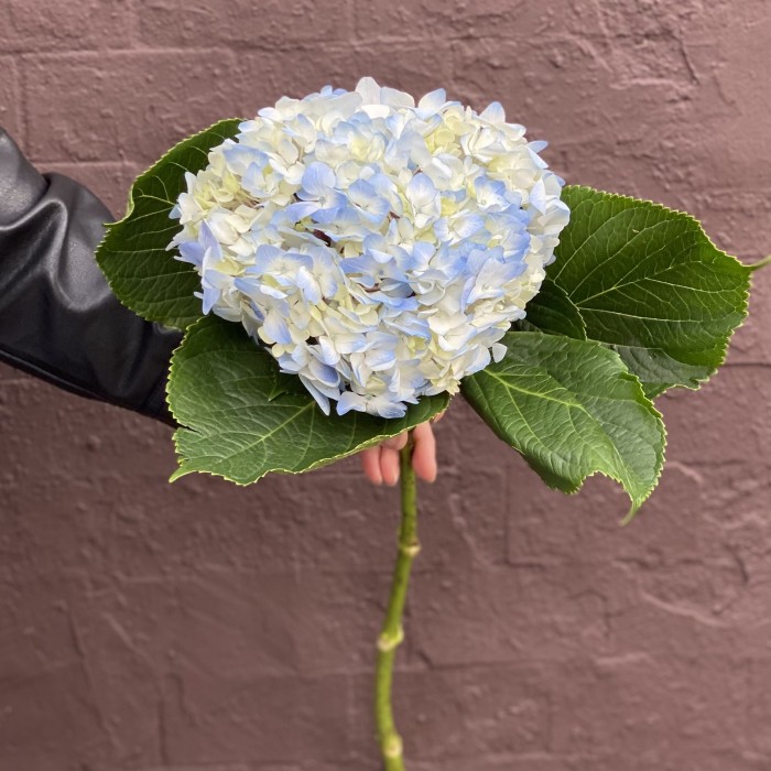 Гортензия голубая