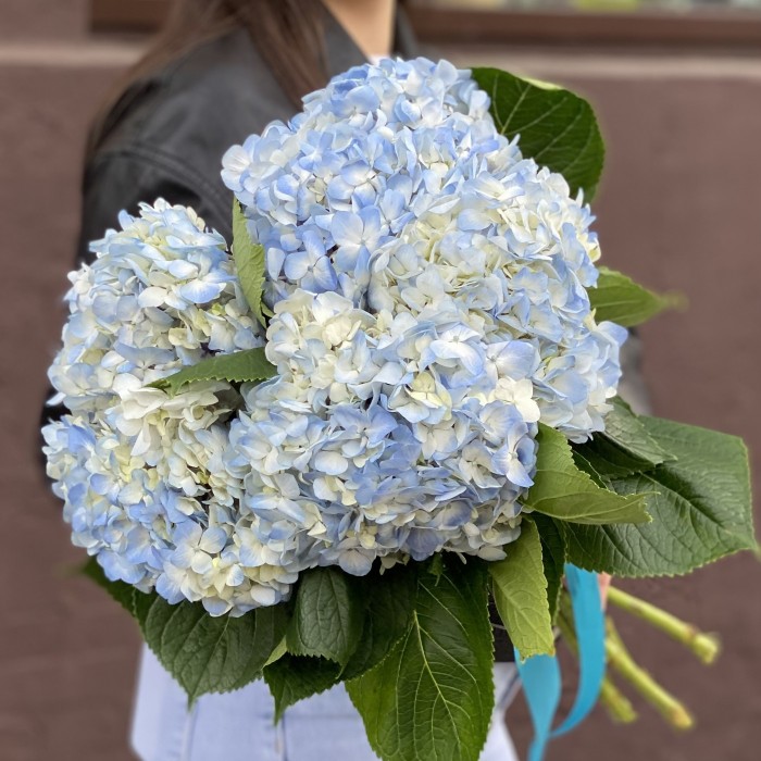 Гортензия голубая