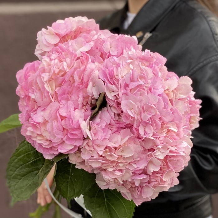 Гортензия розовая