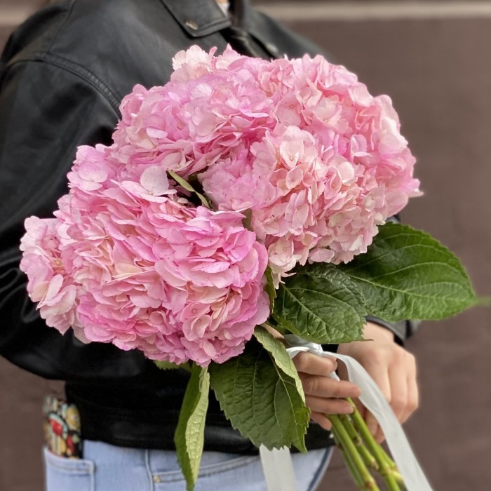 Гортензия розовая