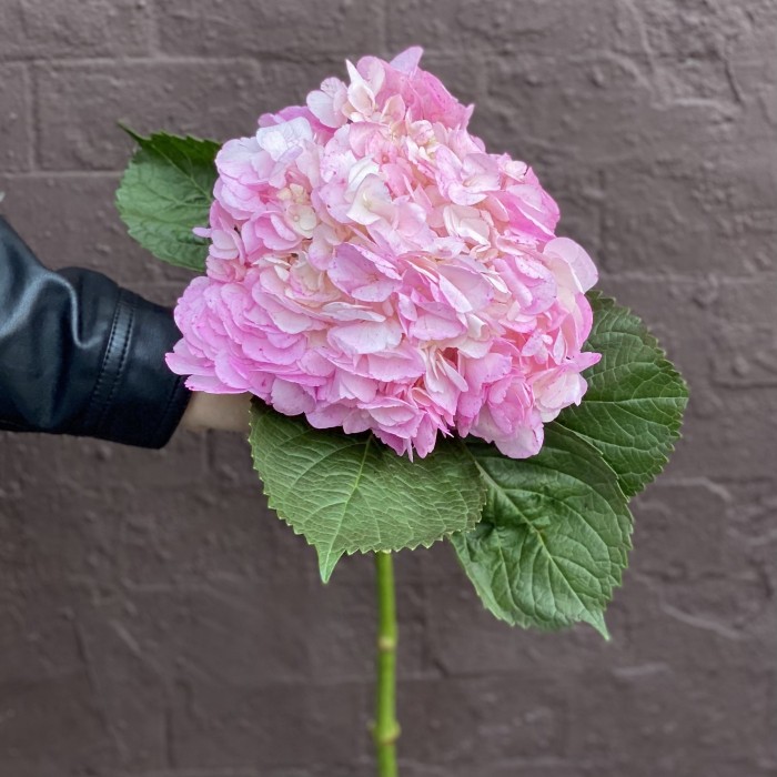 Гортензия розовая