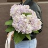 Гортензия сиреневая