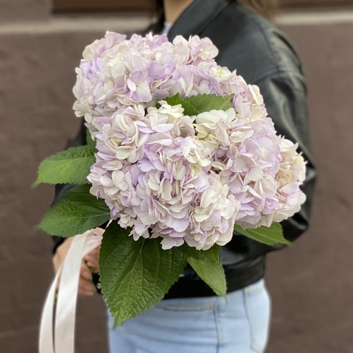 Гортензия сиреневая