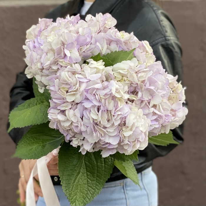 Гортензия сиреневая