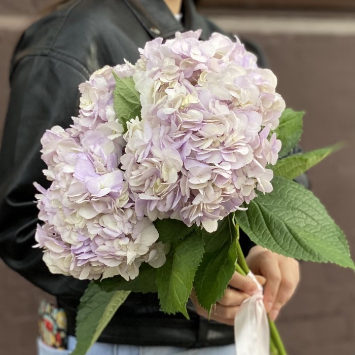 Гортензия сиреневая