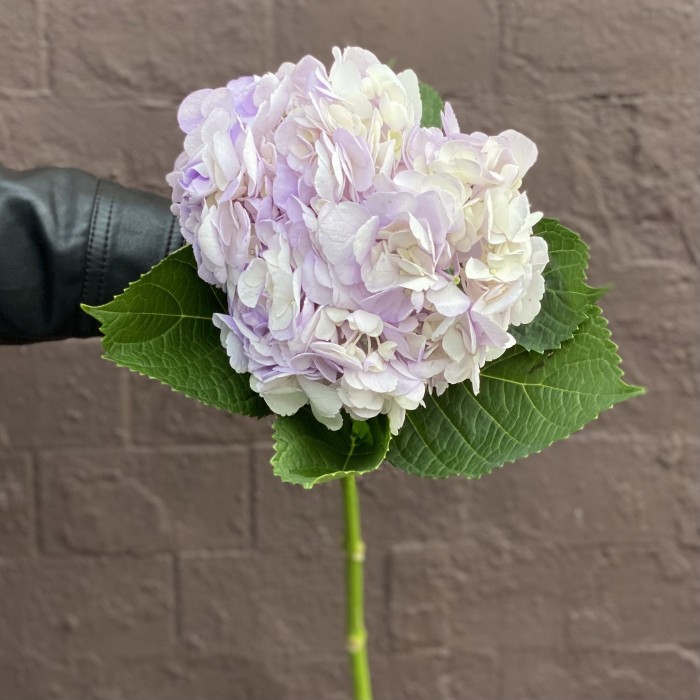 Гортензия сиреневая