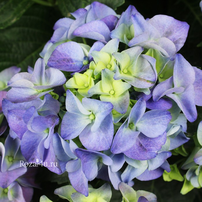 Гортензия синяя
