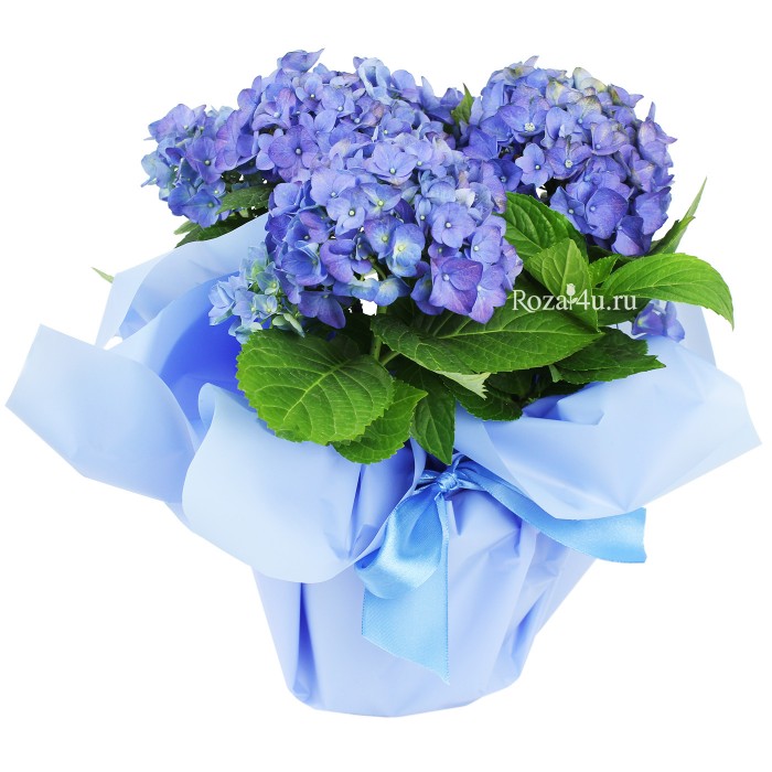 Гортензия синяя