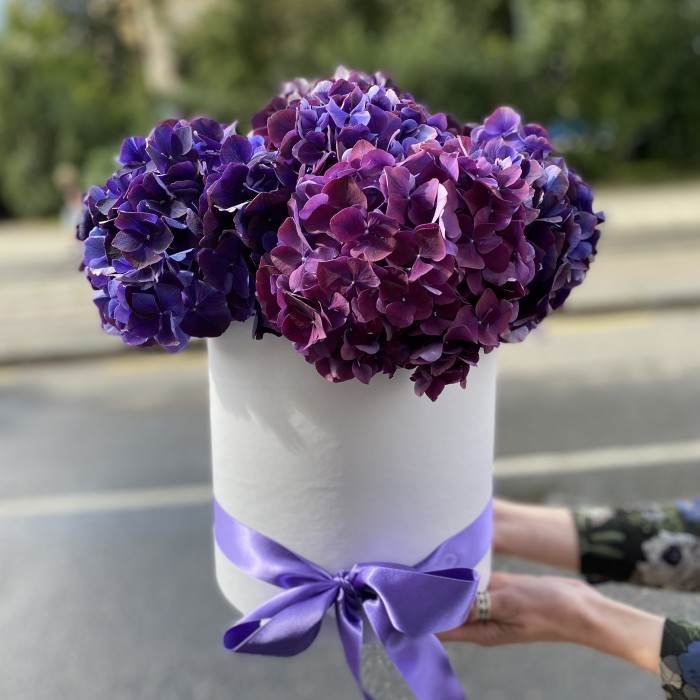 Фиолетовая гортензия в шляпной коробке