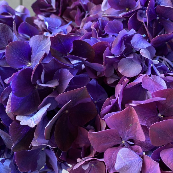 Фиолетовая гортензия в шляпной коробке