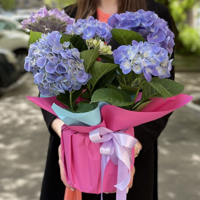 Гортензия синяя