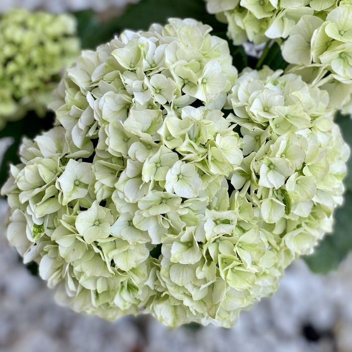 Гортензия белая